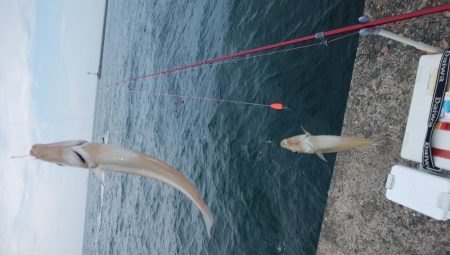 潮の動き最高の播磨新島釣行