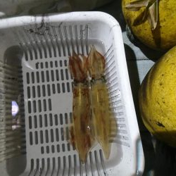 今年最後のイカメタル