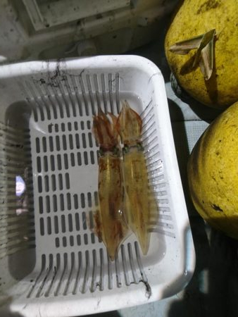 今年最後のイカメタル