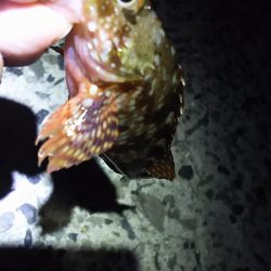 赤色の美味しい魚ゲットです。