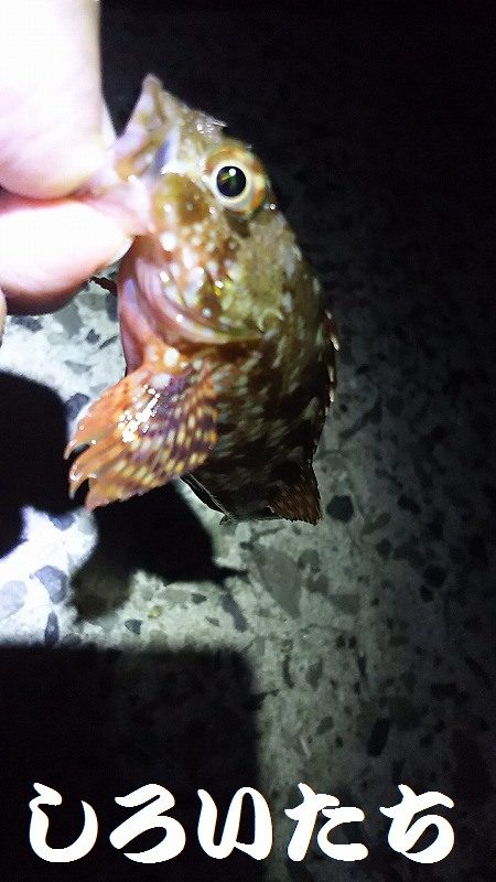 赤色の美味しい魚ゲットです。