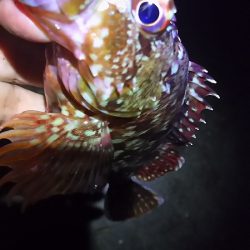 今夜はガッシーと遊んできた。