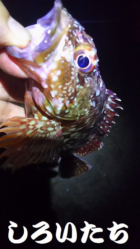 今夜はガッシーと遊んできた。