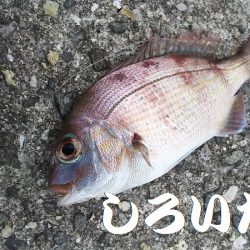 自己記録のグレが釣れました。