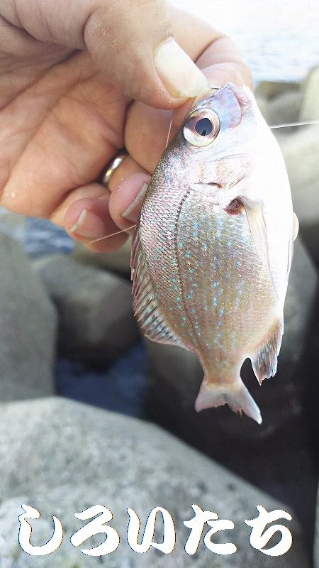 アジ釣れた。