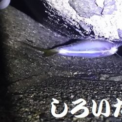 好調！姫路アジ。