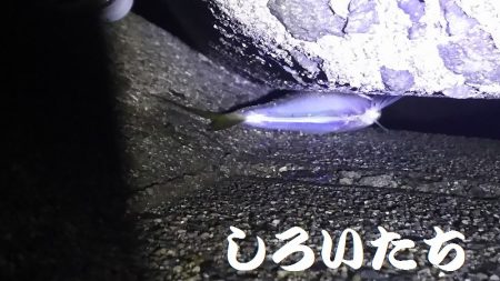 好調！姫路アジ。