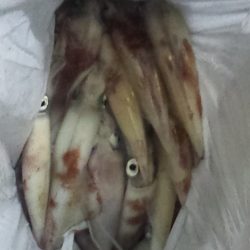 台風直前白イカ釣行