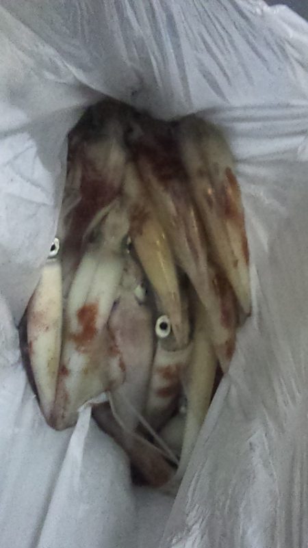 台風直前白イカ釣行