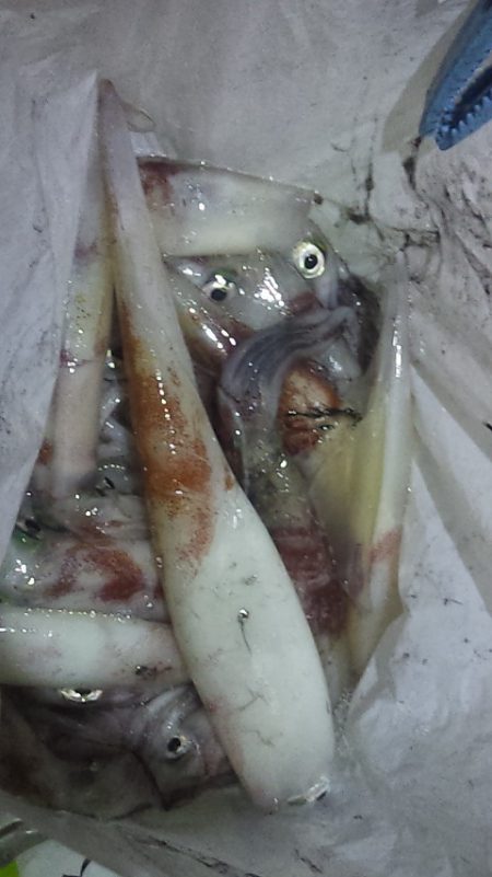 台風通過後の白イカ釣行