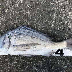 イチノ兄弟、釣果！