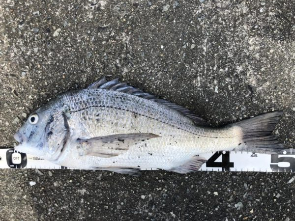 イチノ兄弟、釣果！