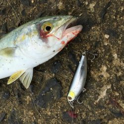 SLSライトタックルで小型回遊魚。本格化！？