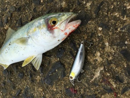 SLSライトタックルで小型回遊魚。本格化！？