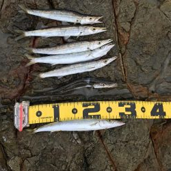 夏のロックショアキャスティング