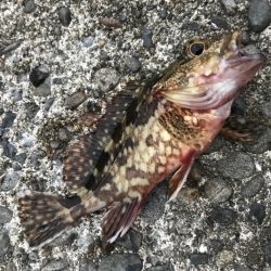 サイズアップメッキ！