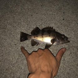 久しぶりの釣り！