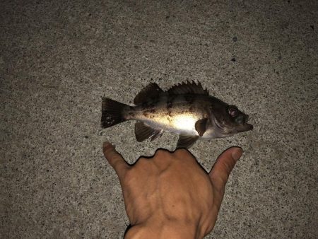 久しぶりの釣り！