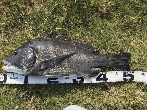 イチノ兄弟、釣果！