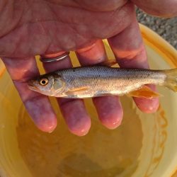稲美町・小物釣り
