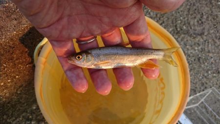 稲美町・小物釣り