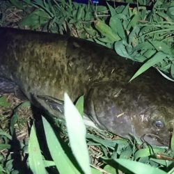 夕まずめのナマズ釣り