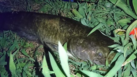 夕まずめのナマズ釣り
