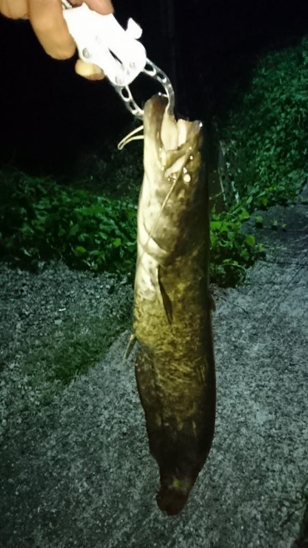 でかナマズ釣り