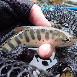 揖保川渓流釣り