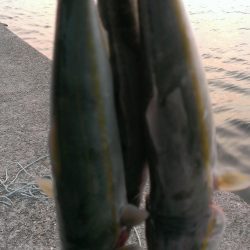 型も数も伸びず