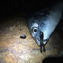 台風明けの偏食パターン？？