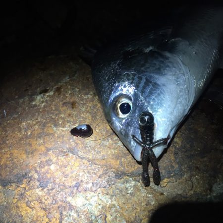 台風明けの偏食パターン？？