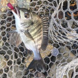 淀川デイゲーム　リアクションバイト