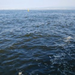 やっと悲願のタコ