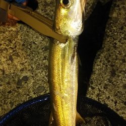 アジング　そこそこ釣れた