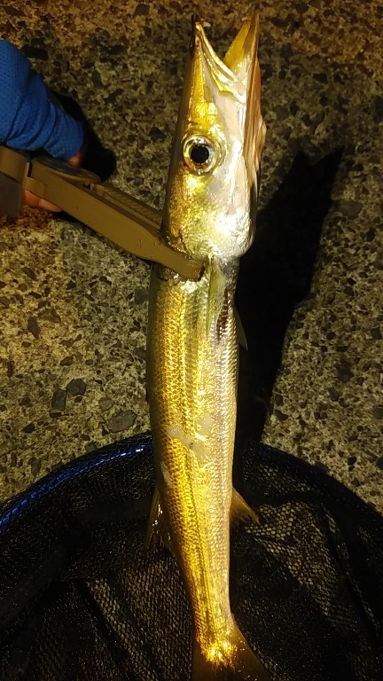 アジング　そこそこ釣れた