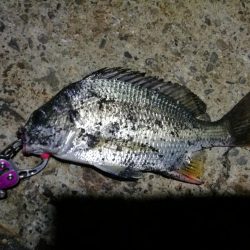 南港ヘチ釣行 (8/4 8月イン南港ヘチ。。キビレチヌ32cm など 釣果有り)