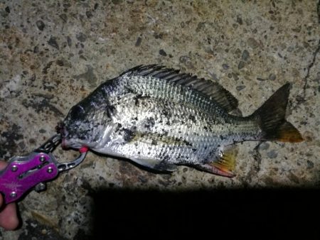 南港ヘチ釣行 (8/4 8月イン南港ヘチ。。キビレチヌ32cm など 釣果有り)