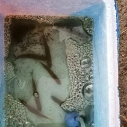 たびたび夕涼み