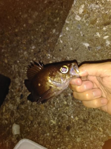 久々の探り釣り