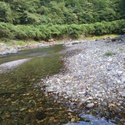 上桂川花背での鮎釣り