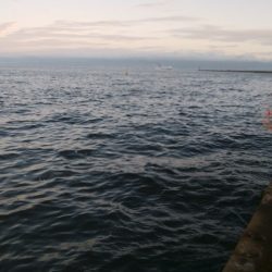 仕事前にツバス釣り