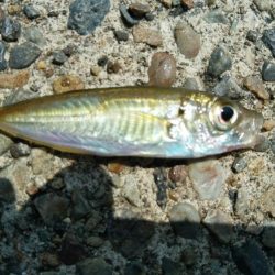 おじさんの夏休み