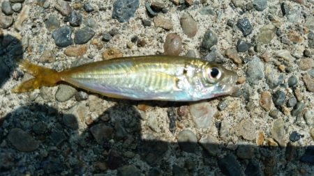 おじさんの夏休み