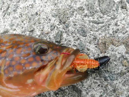 ロックフィッシュ