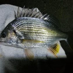 南港ヘチ釣行 (8/14 台風が来るぞ!強風の南港ヘチ。。キビレチヌ47cm、ガシラ釣果有り)