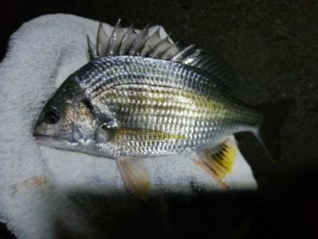 南港ヘチ釣行 (8/14 台風が来るぞ!強風の南港ヘチ。。キビレチヌ47cm、ガシラ釣果有り)