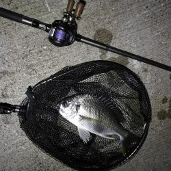 南港ヘチ釣行 （8/17 台風後の南港ヘチ。。真チヌ46cm、キビレチヌ 釣果有り）