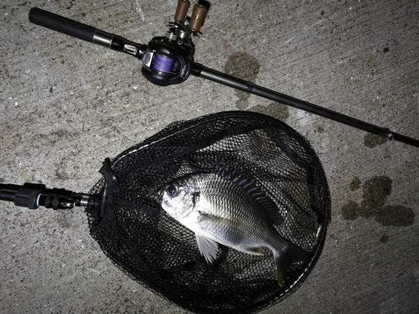 南港ヘチ釣行 （8/17 台風後の南港ヘチ。。真チヌ46cm、キビレチヌ 釣果有り）