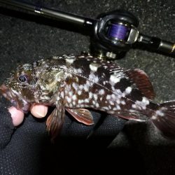 南港ヘチ釣行 （8/18 お盆最終日の南港ヘチ。。キビレチヌ45.5cm、真チヌ、ガシラ 釣果有り）